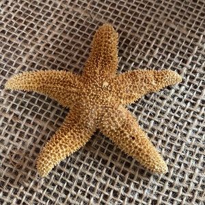 Starfish